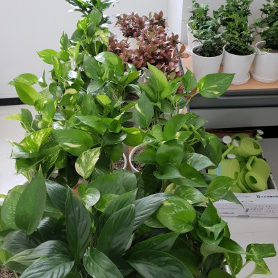 찾아가는 실내텃밭