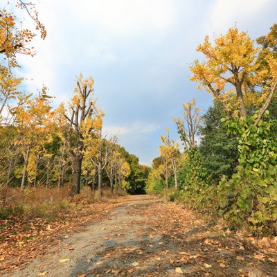 가을여행은 대청호 오백리길로