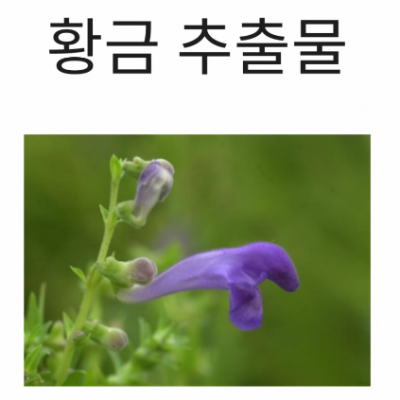 황금추출물